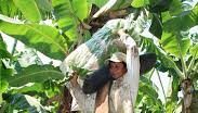 Altamira Bananas de Michoacán: calidad y futuro sostenible